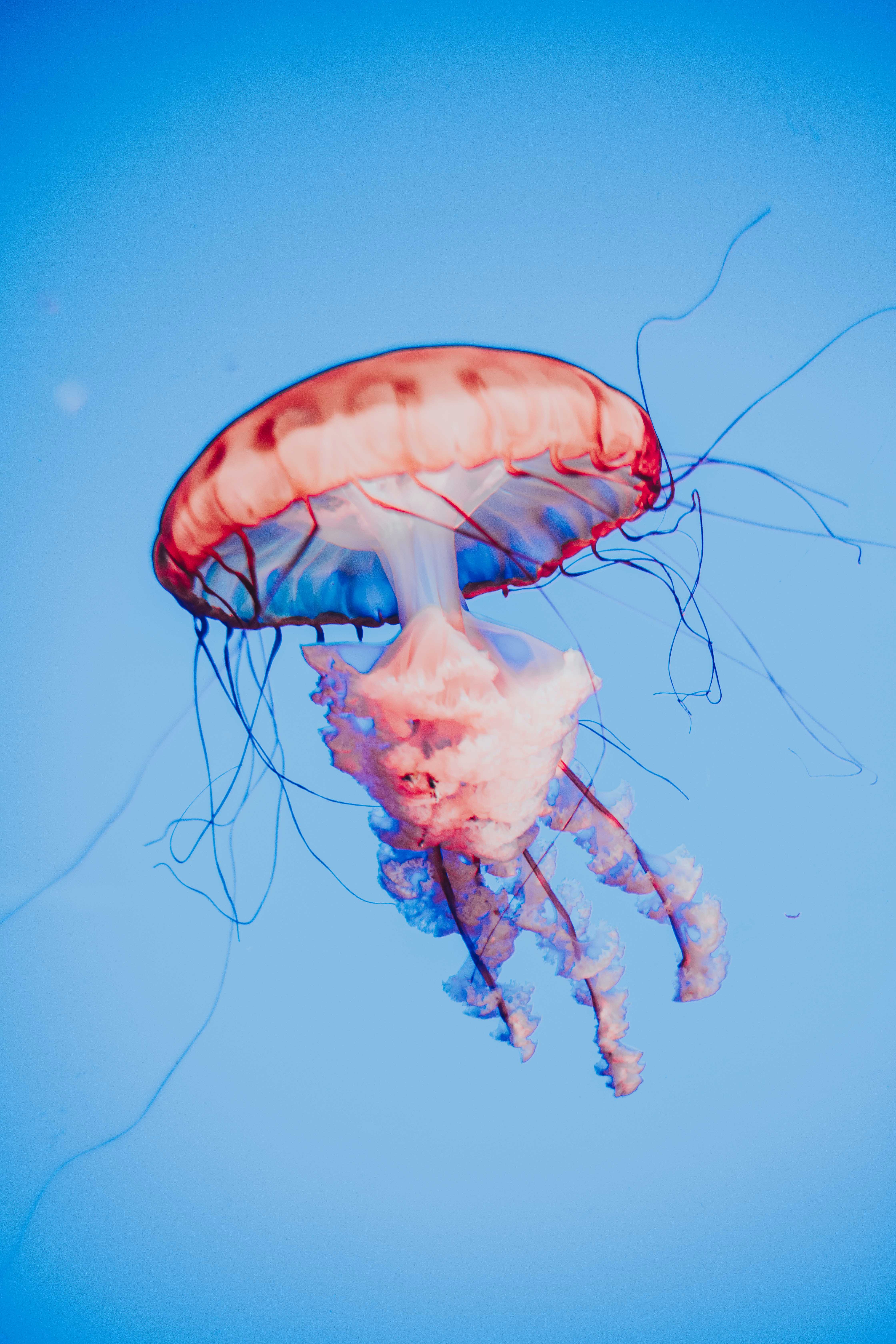 a closeup of picture of a jellyfish